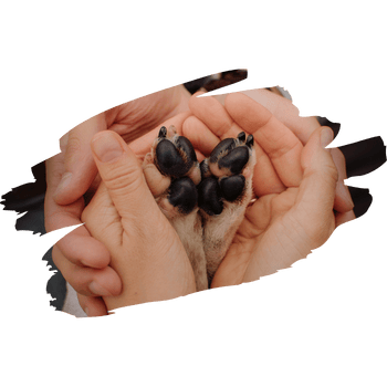 A pair of hands gently holding pet paws