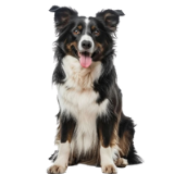 Thumbnail of Pet 1