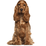 Thumbnail of Pet 2