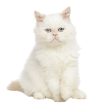 Thumbnail of Pet 3
