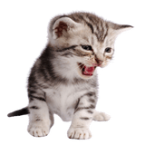 Thumbnail of Pet 4