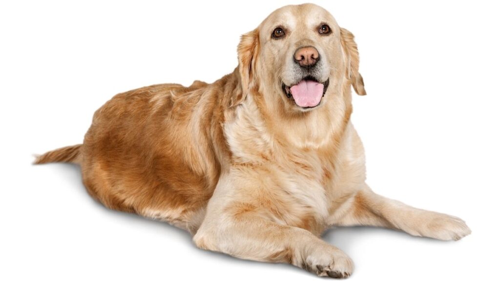 a seating dog