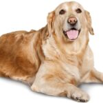 a seating dog