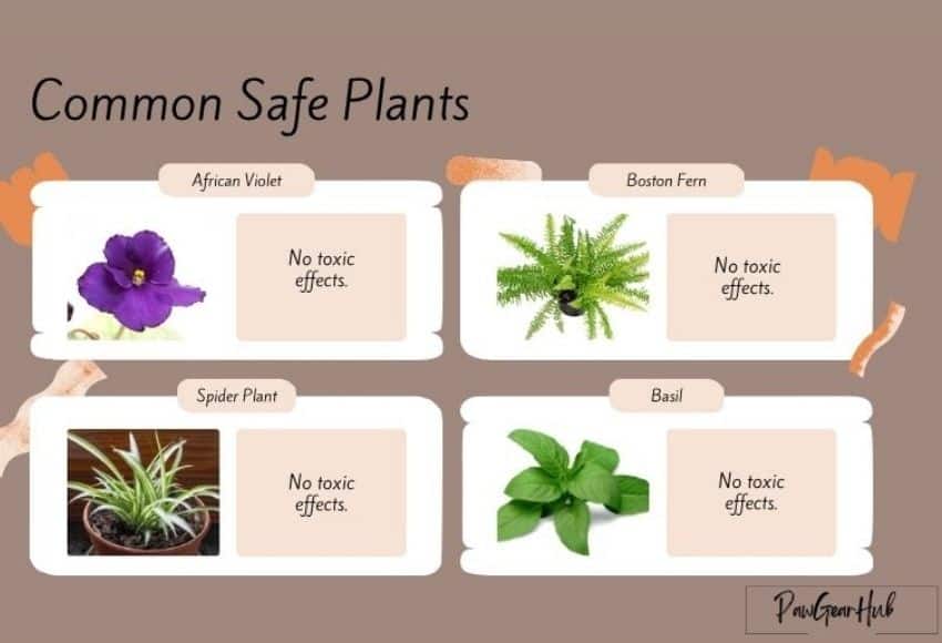 common-safe-plants