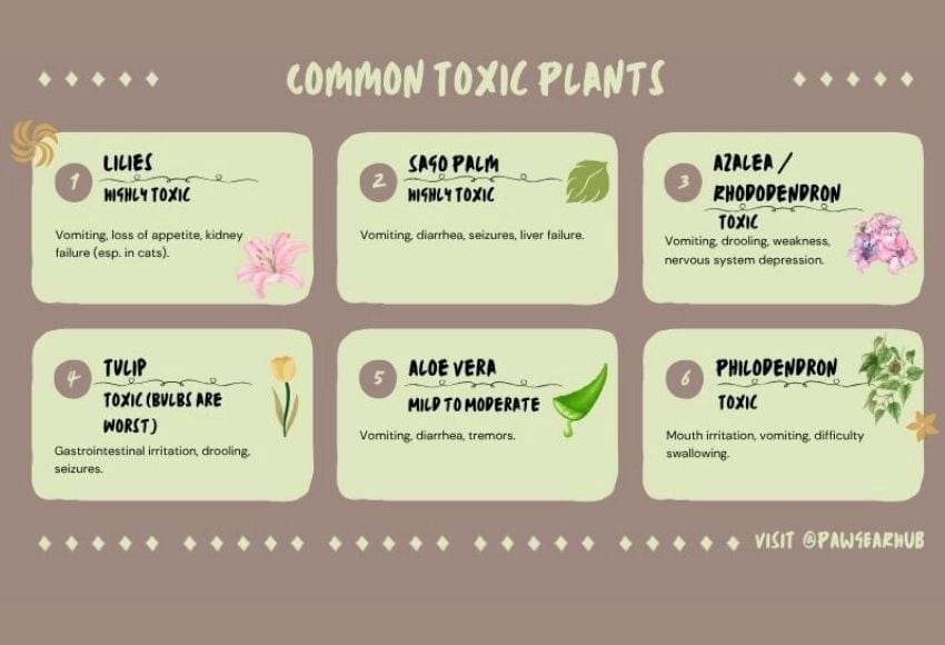 common-toxic-plants