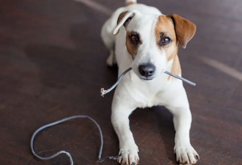 Dog-Chewing-Cords