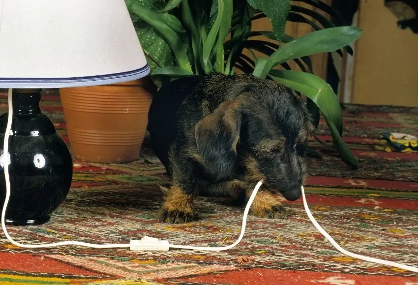 Dog-Chewing-Cords