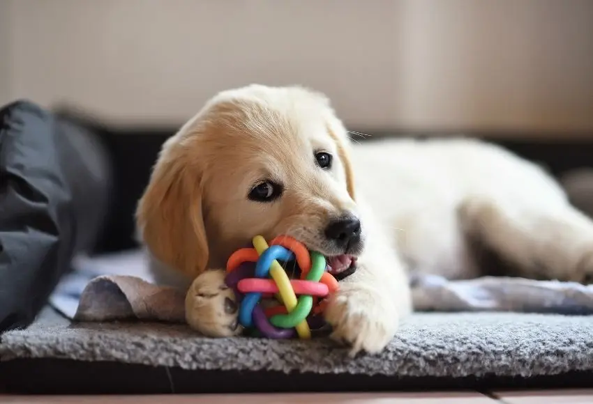 Dog-Chewing-Cords