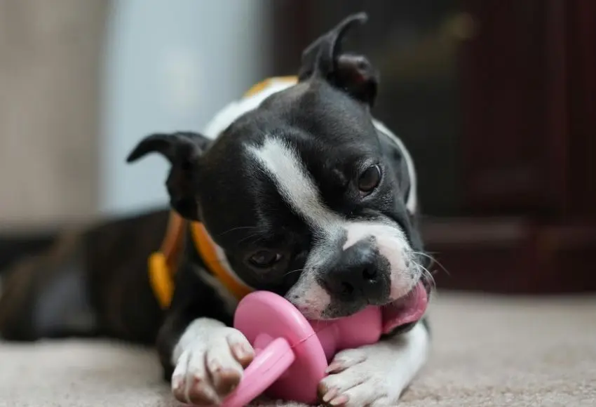 Dog-Chewing-toys