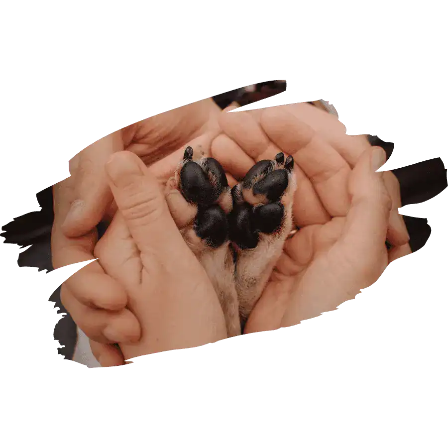 A pair of hands gently holding pet paws