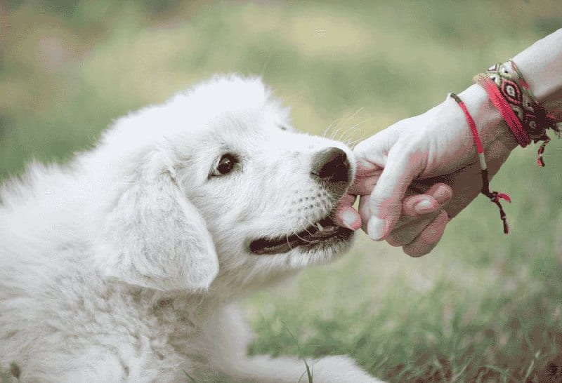 A fluffy white puppy gently nibbles on a person's fingers.