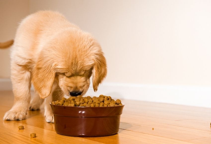Golden Retriever puppy eating from a dog bowl.