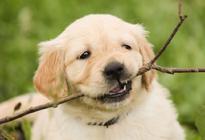 A golden retriever puppy playfully chewing on a small branch.