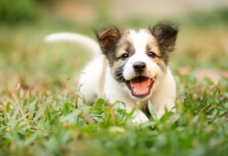 outdoor-puppy
