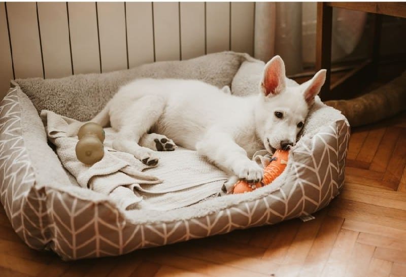 A white puppy lies in its bed and chews on a carrot toy, demonstrating how providing appropriate chew toys can help puppy-proof your house.