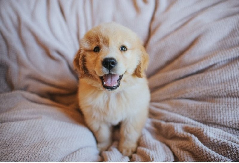 Happy Golden Retriever puppy sitting on a soft blanket.