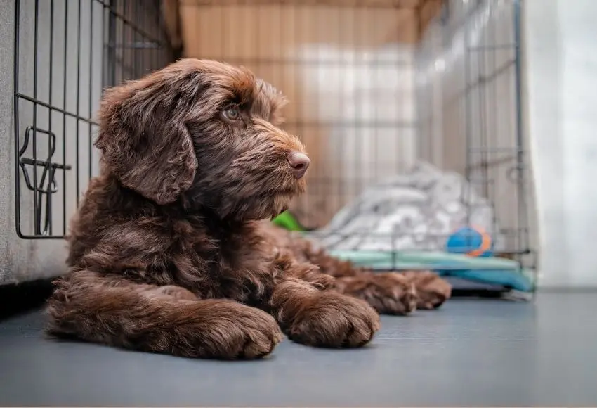 Crate-Train-a-Puppy-at-Night