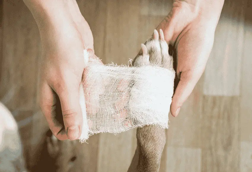 Close up of a person gently wrapping gauze around an injured dog's paw.
