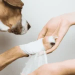 Dog Wound Care