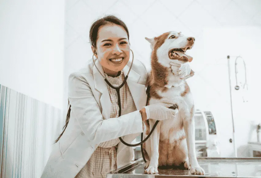 A veterinarian examines a husky dog with a stethoscope.