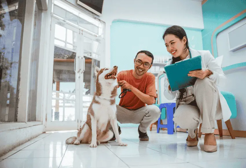 A veterinarian examines a husky dog while the owner holds its leash.