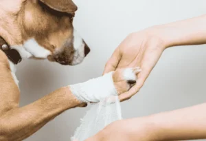 Dog Wound Care