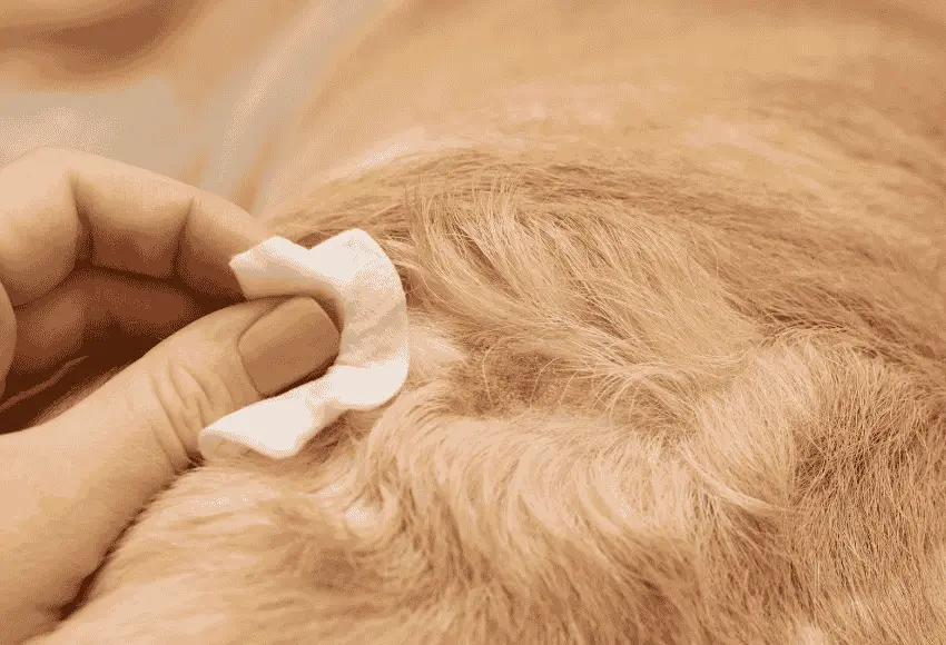 Cleaning a dog's wound with an antiseptic wipe.