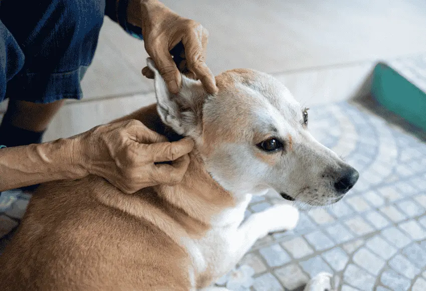 Dog Wound Care