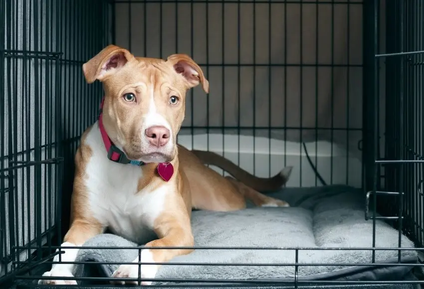 How-to-Crate-Train-a-Puppy