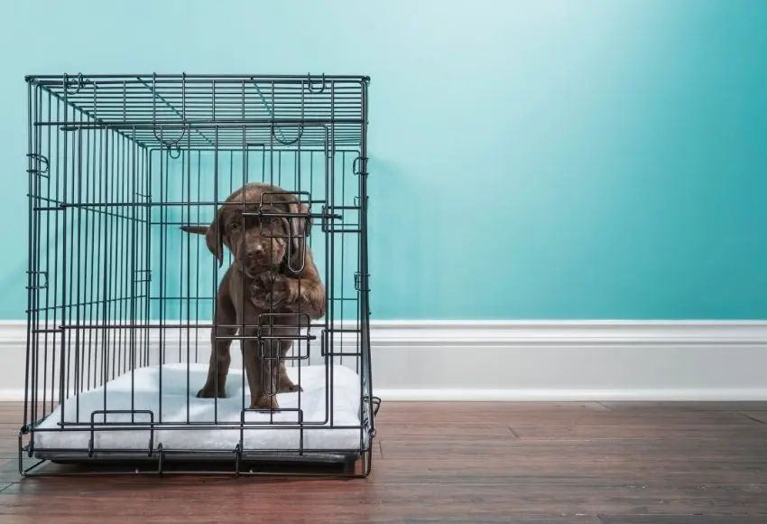 How-to-Crate-Train-a-Puppy1
