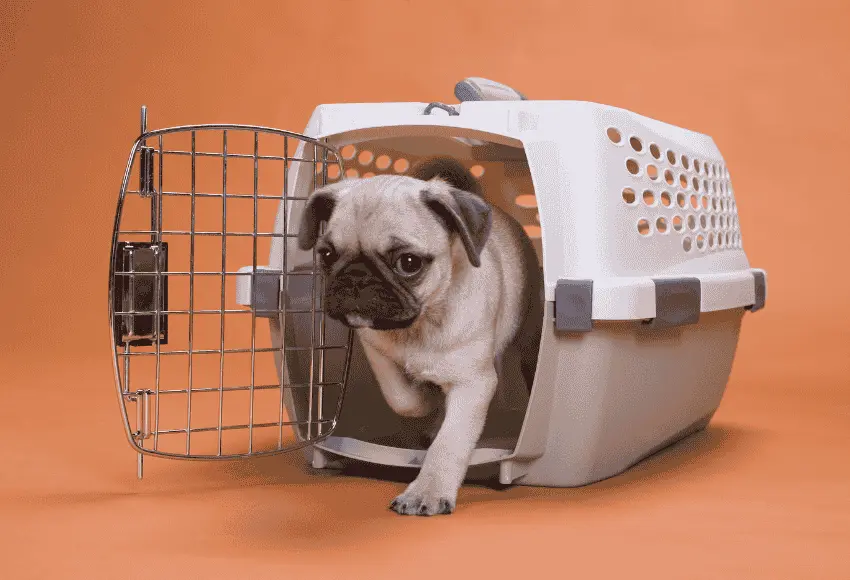 How-to-Crate-Train-a-Puppy2
