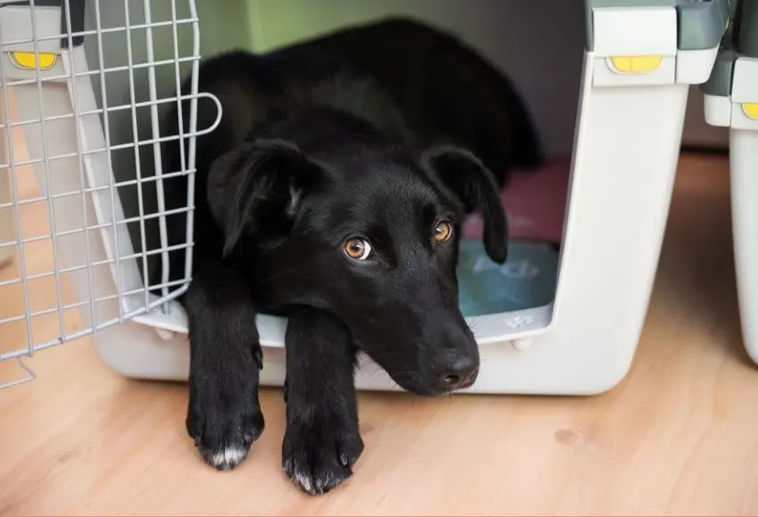How-to-Crate-Train-a-Puppy5