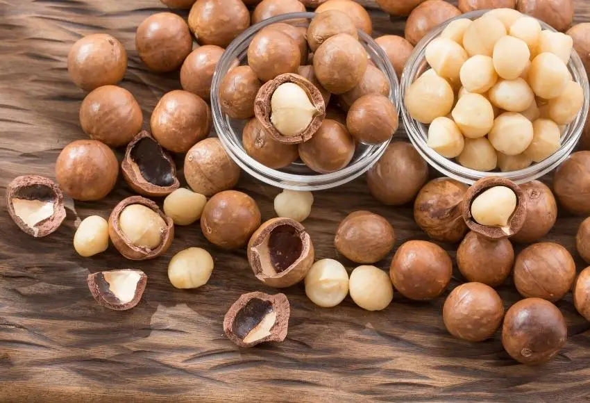 What Foods Are Toxic to Dogs