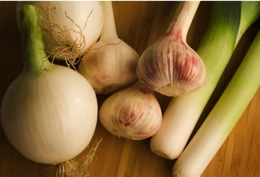 What Foods Are Toxic to Dogs