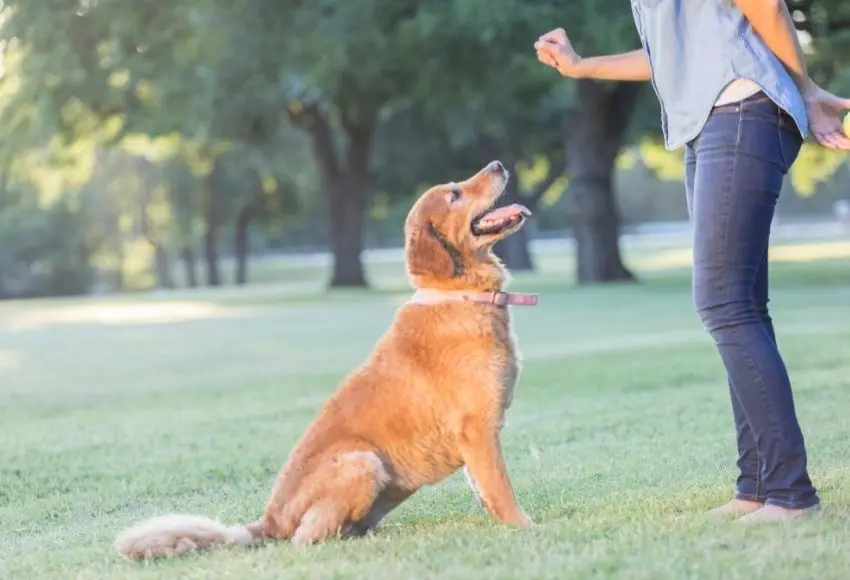 What Foods Are Toxic to Dogs
