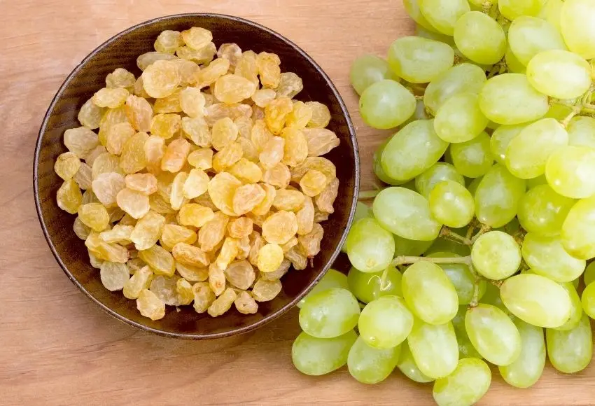 What Foods Are Toxic to Dogs