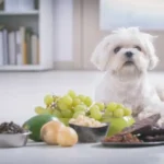 What Foods Are Toxic to Dogs