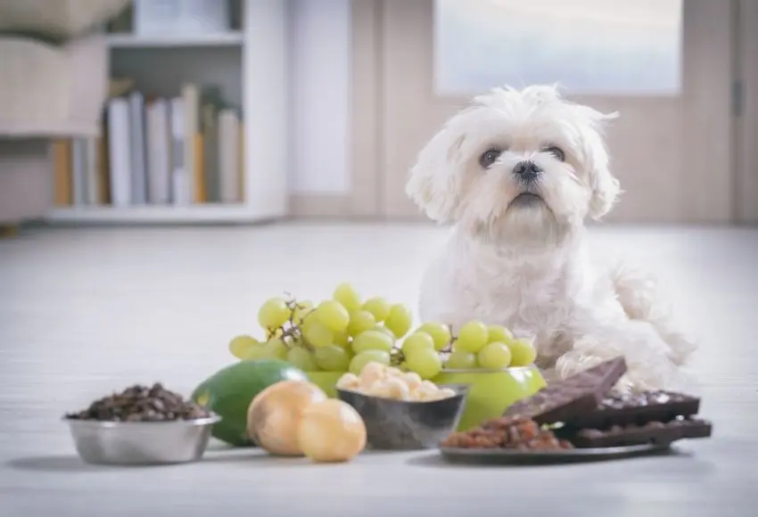 What Foods Are Toxic to Dogs