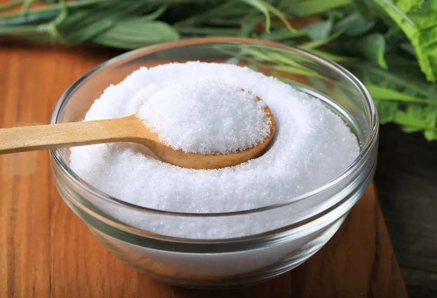 What Foods Are Toxic to Dogs